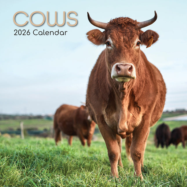 Cows - 2026 Square Wall Calendar Pets Animals 16 Months Premium Planner Gift