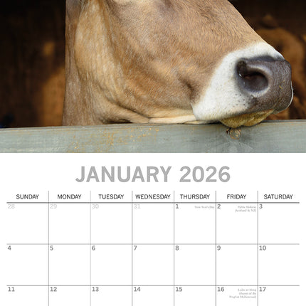 Cows - 2026 Square Wall Calendar Pets Animals 16 Months Premium Planner Gift