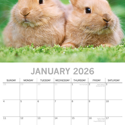 Cute Bunnies - 2026 Square Wall Calendar Pets Animals 16 Months Premium Planner