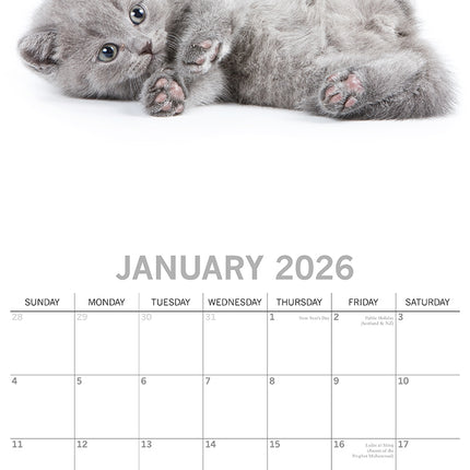 Cute Kittens - 2026 Square Wall Calendar Pets Animals 16 Months Premium Planner