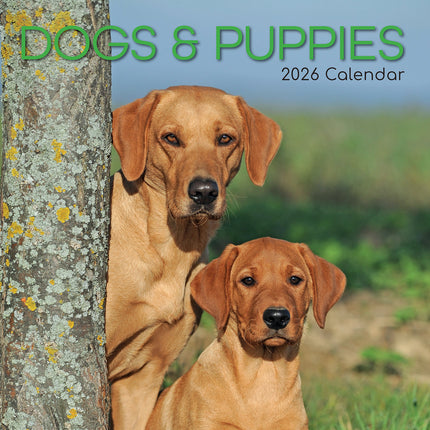 Dogs & Puppies 2026 Square Wall Calendar Pets Animals 16 Months Premium Planner