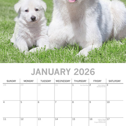 Dogs & Puppies 2026 Square Wall Calendar Pets Animals 16 Months Premium Planner