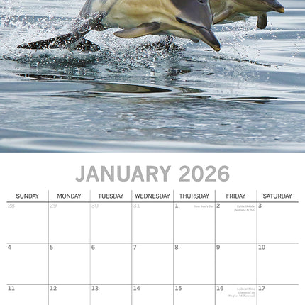 Dolphins - 2026 Square Wall Calendar Pets Animals 16 Months Premium Planner Gift