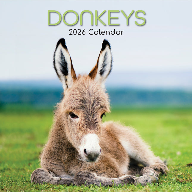 Donkeys - 2026 Square Wall Calendar Pets Animals 16 Months Premium Planner Gift