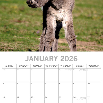 Donkeys - 2026 Square Wall Calendar Pets Animals 16 Months Premium Planner Gift
