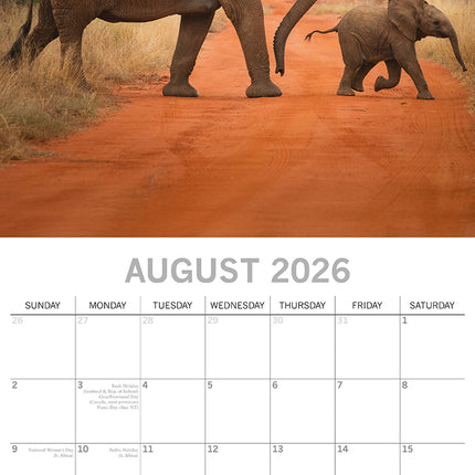 Elephants - 2026 Square Wall Calendar Pets Animals 16 Month Premium Planner Gift