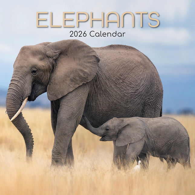 Elephants - 2026 Square Wall Calendar Pets Animals 16 Month Premium Planner Gift