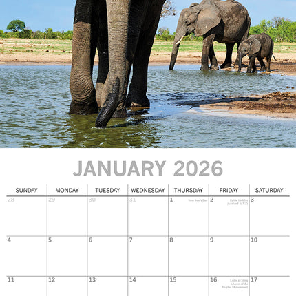 Elephants - 2026 Square Wall Calendar Pets Animals 16 Month Premium Planner Gift