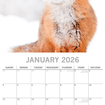 Foxes - 2026 Square Wall Calendar Pets Animals 16 Months Premium Planner Gift