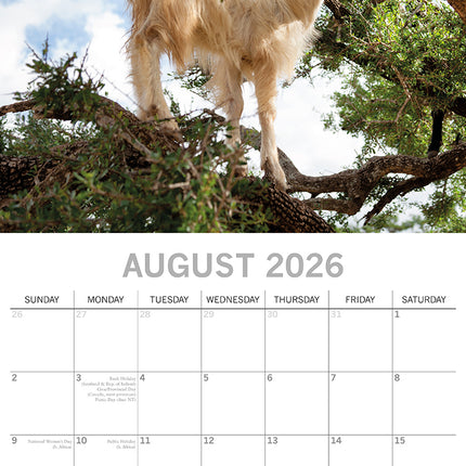 Goats in Trees 2026 Square Wall Calendar Pets Animals 16 Months Premium Planner
