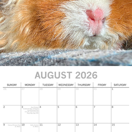 Guinea Pigs - 2026 Square Wall Calendar Pets Animals 16 Months Premium Planner