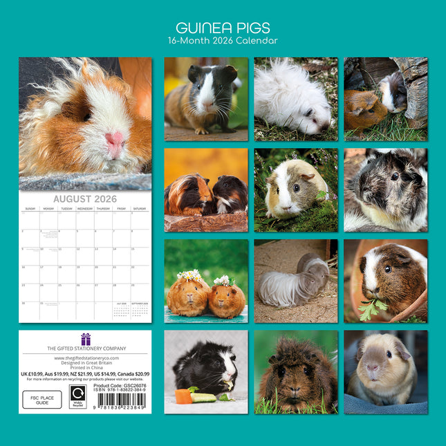 Guinea Pigs - 2026 Square Wall Calendar Pets Animals 16 Months Premium Planner