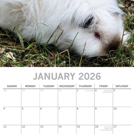 Guinea Pigs - 2026 Square Wall Calendar Pets Animals 16 Months Premium Planner