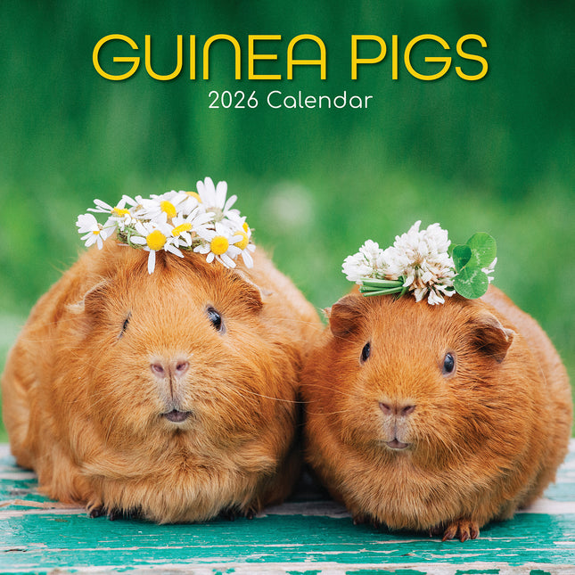 Guinea Pigs - 2026 Square Wall Calendar Pets Animals 16 Months Premium Planner