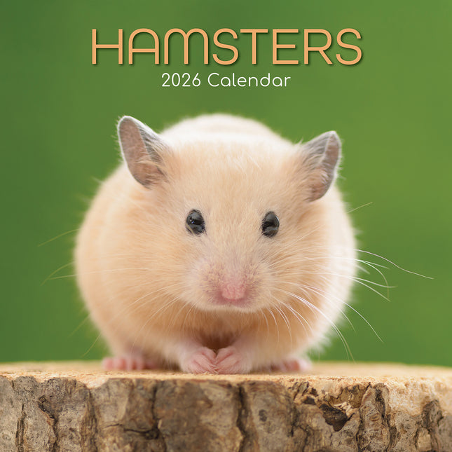 Hamsters 2026 Rectangle Wall Calendar