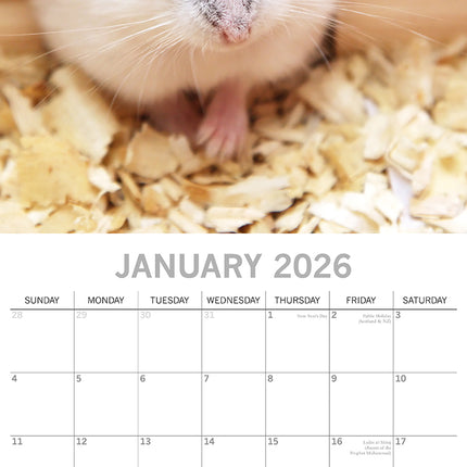 Hamsters 2026 Rectangle Wall Calendar