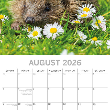 Hedgehogs - 2026 Square Wall Calendar Pets Animals 16 Month Premium Planner Gift