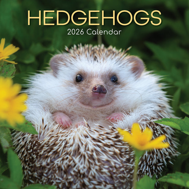 Hedgehogs - 2026 Square Wall Calendar Pets Animals 16 Month Premium Planner Gift