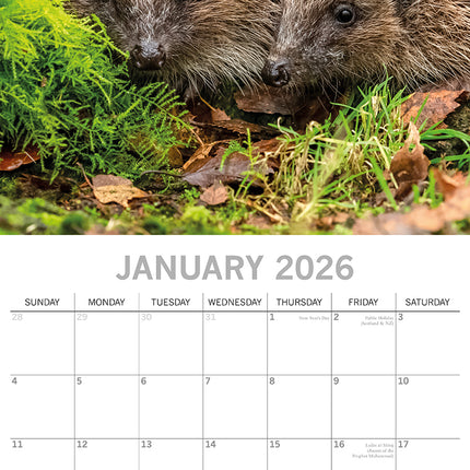 Hedgehogs - 2026 Square Wall Calendar Pets Animals 16 Month Premium Planner Gift