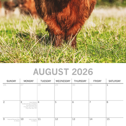 Highland Cows - 2026 Square Wall Calendar Pets Animals 16 Months Premium Planner