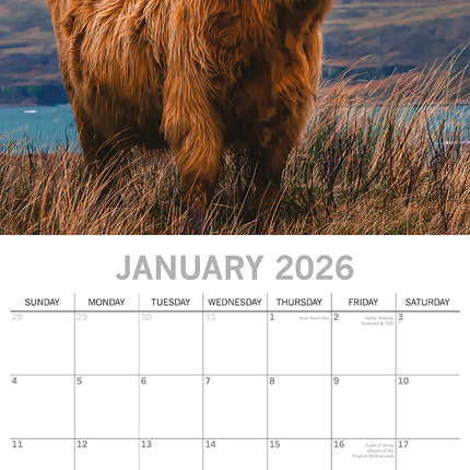 Highland Cows - 2026 Square Wall Calendar Pets Animals 16 Months Premium Planner