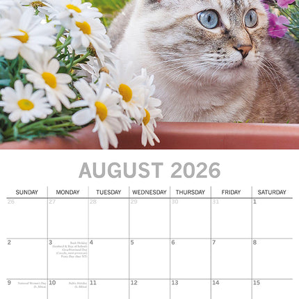 Cat Shaming - 2026 Square Wall Calendar Pets Animals 16 Months Premium Planner