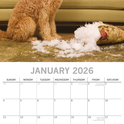 Dog Shaming - 2026 Square Wall Calendar Pets Animals 16 Months Premium Planner