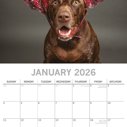 Dogs as Animals 2026 Square Wall Calendar Pets Animals 16 Months Premium Planner