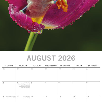Fabulous Frogs - 2026 Square Wall Calendar Pets Animals 16 Month Premium Planner