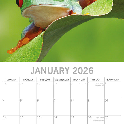 Fabulous Frogs - 2026 Square Wall Calendar Pets Animals 16 Month Premium Planner