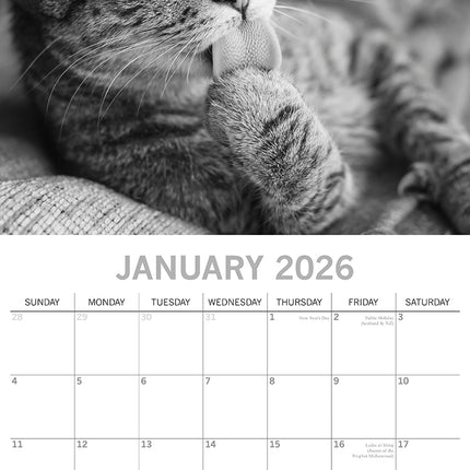 Moggies - 2026 Square Wall Calendar Cute Pets Animals 16 Months Premium Planner