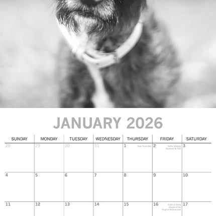 Mutts - 2026 Square Wall Calendar Pets Animals 16 Months New Year Home Planner