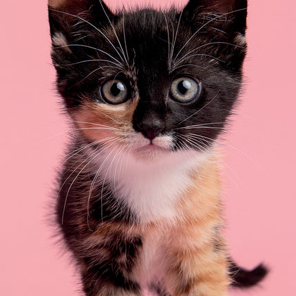 Kitten Love 2027 Pocket Diary cover