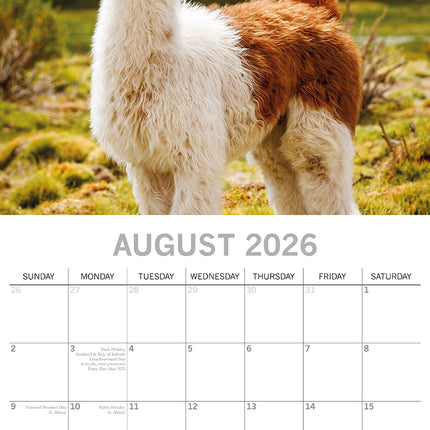 Llamas - 2026 Square Wall Calendar Pets Animals 16 Months Premium Planner Gift
