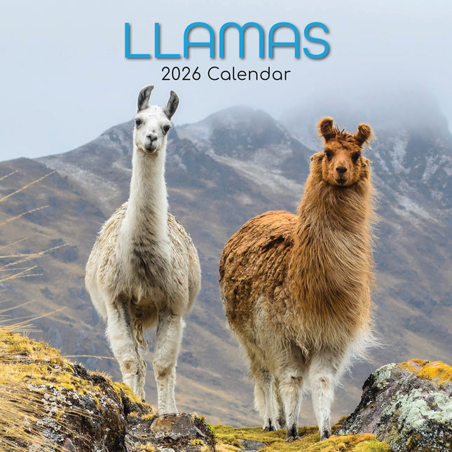 Llamas - 2026 Square Wall Calendar Pets Animals 16 Months Premium Planner Gift