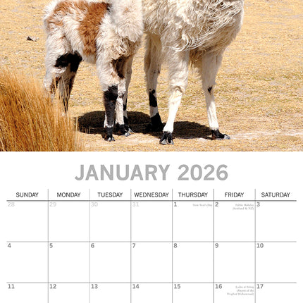 Llamas - 2026 Square Wall Calendar Pets Animals 16 Months Premium Planner Gift