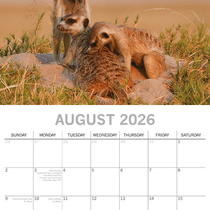 Meerkats - 2026 Square Wall Calendar Pets Animals 16 Months Premium Planner Gift