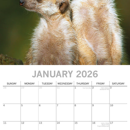 Meerkats - 2026 Square Wall Calendar Pets Animals 16 Months Premium Planner Gift
