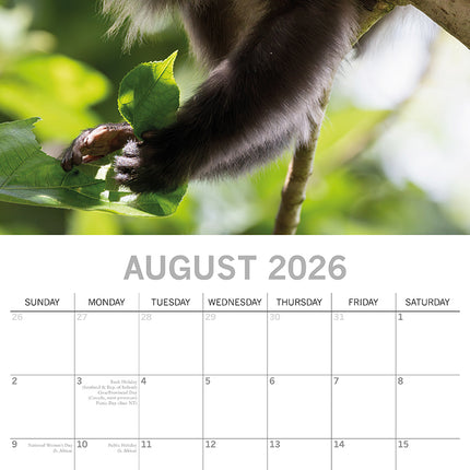 Monkey Business 2026 Square Wall Calendar Pets Animals 16 Months Premium Planner