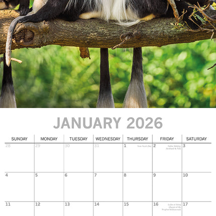 Monkey Business 2026 Square Wall Calendar Pets Animals 16 Months Premium Planner