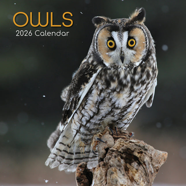Owls - 2026 Square Wall Calendar Pets Animals 16 Months Premium Planner Gift