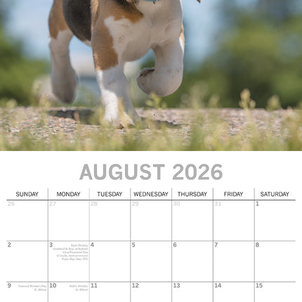 Beagles - 2026 Square Wall Calendar Dogs Puppies Pets Animals 16 Months Planner