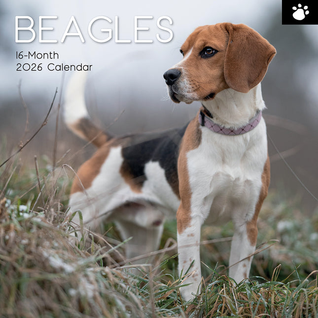 Beagles - 2026 Square Wall Calendar Dogs Puppies Pets Animals 16 Months Planner