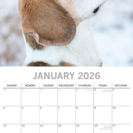 Beagles - 2026 Square Wall Calendar Dogs Puppies Pets Animals 16 Months Planner