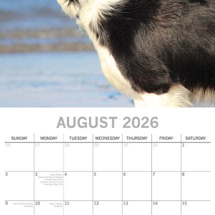 Border Collies 2026 Square Wall Calendar Dogs Puppies Pets Animals Photo Planner