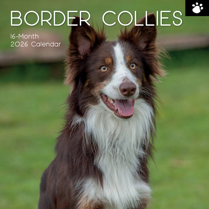 Border Collies 2026 Square Wall Calendar Dogs Puppies Pets Animals Photo Planner