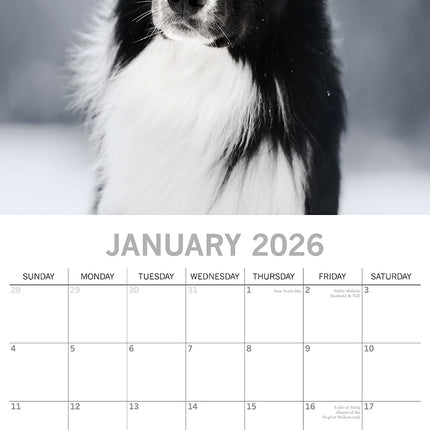Border Collies 2026 Square Wall Calendar Dogs Puppies Pets Animals Photo Planner