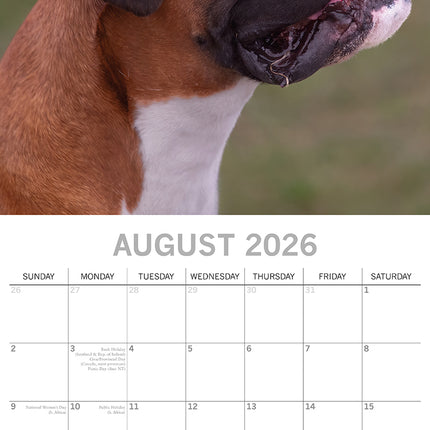 Boxers - 2026 Square Wall Calendar Dogs Puppies Pets Animals 16 Months Planner