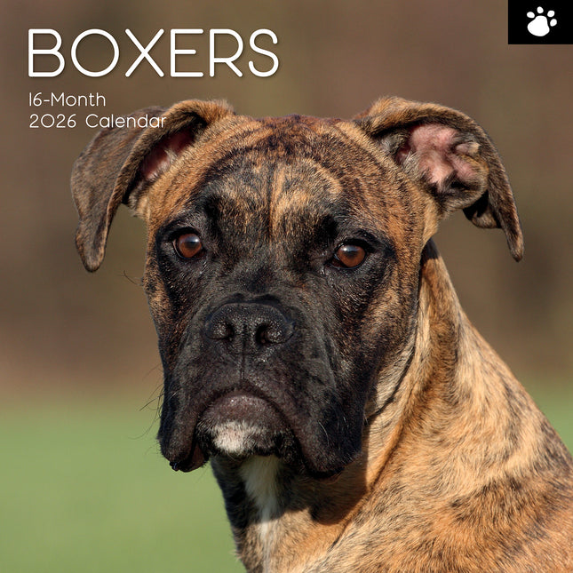 Boxers - 2026 Square Wall Calendar Dogs Puppies Pets Animals 16 Months Planner