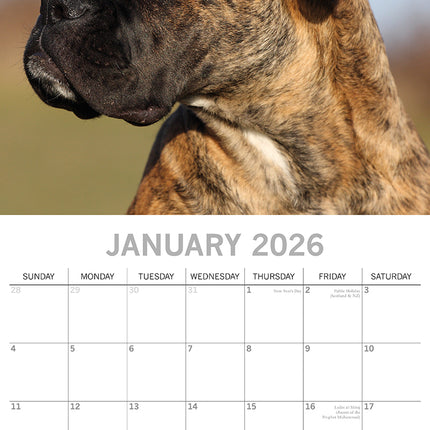 Boxers - 2026 Square Wall Calendar Dogs Puppies Pets Animals 16 Months Planner